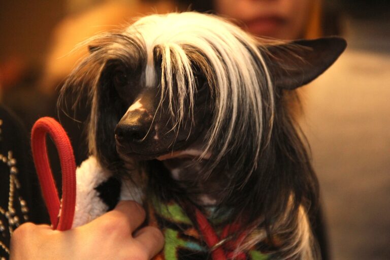 Chinese crested