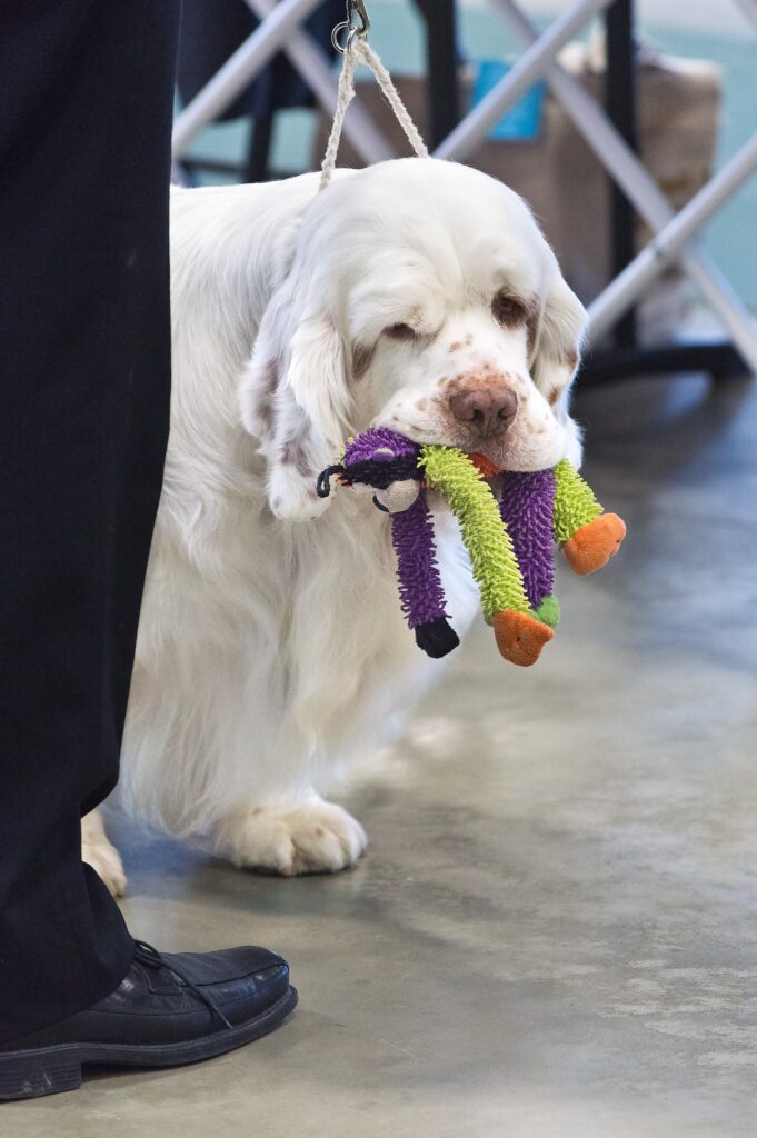 Clumber spaniel