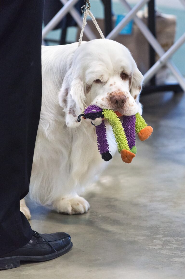 Clumber spaniel
