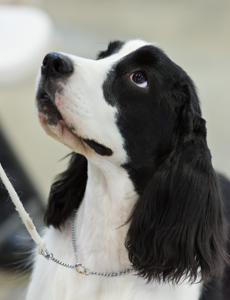 Cocker spaniel