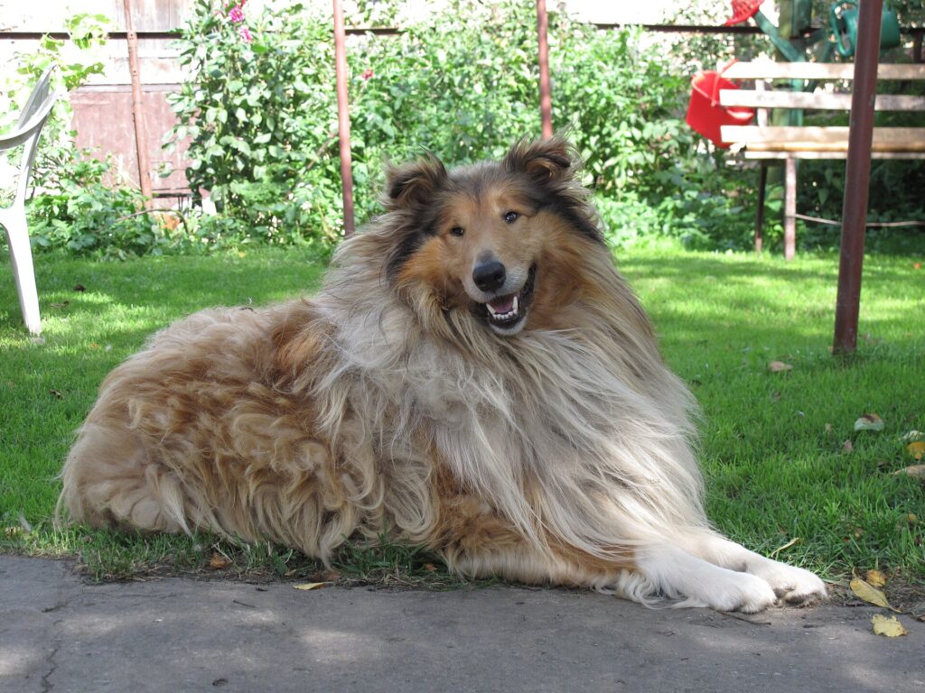 Collie