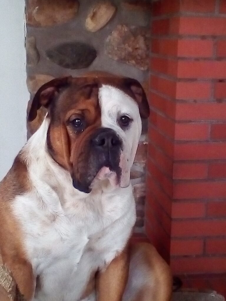 Continental bulldog