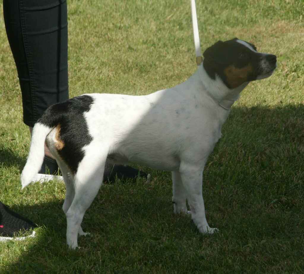 Dansk-svensk gårdshund