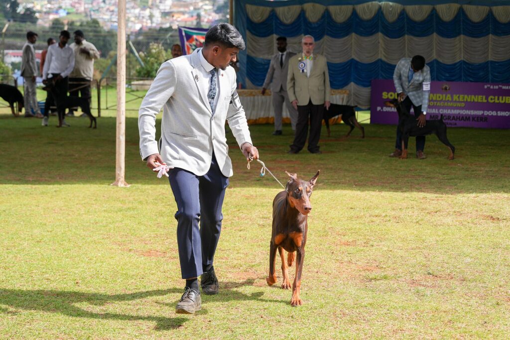 Dobermann