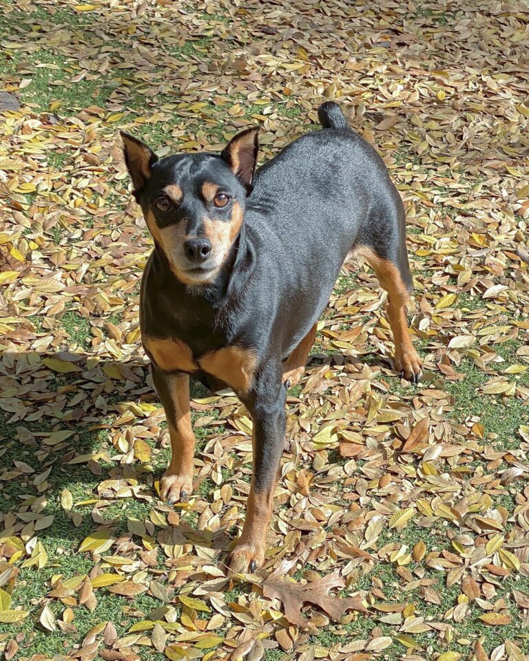 Dvergpinscher