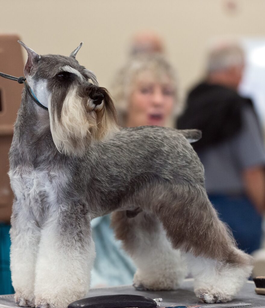 Dvergschnauzer