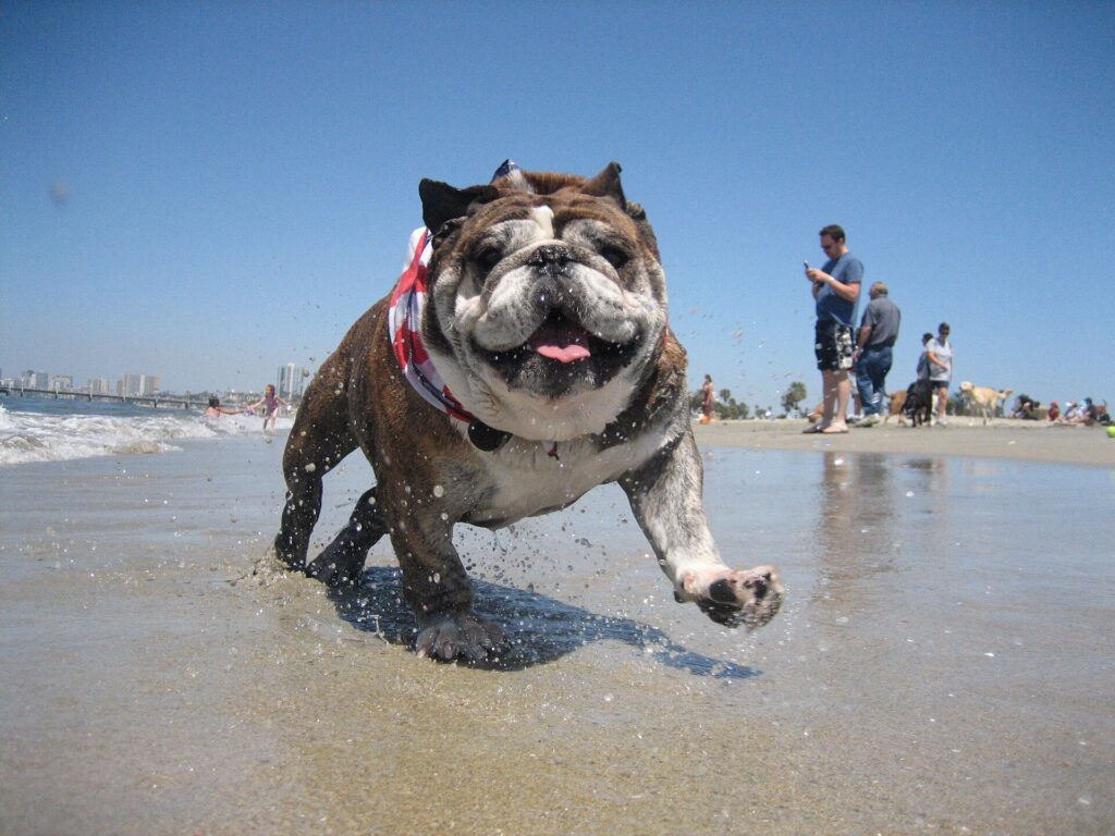 Engelsk bulldog