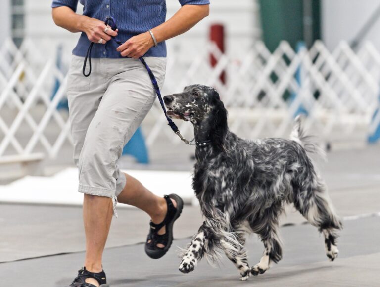 Engelsk setter