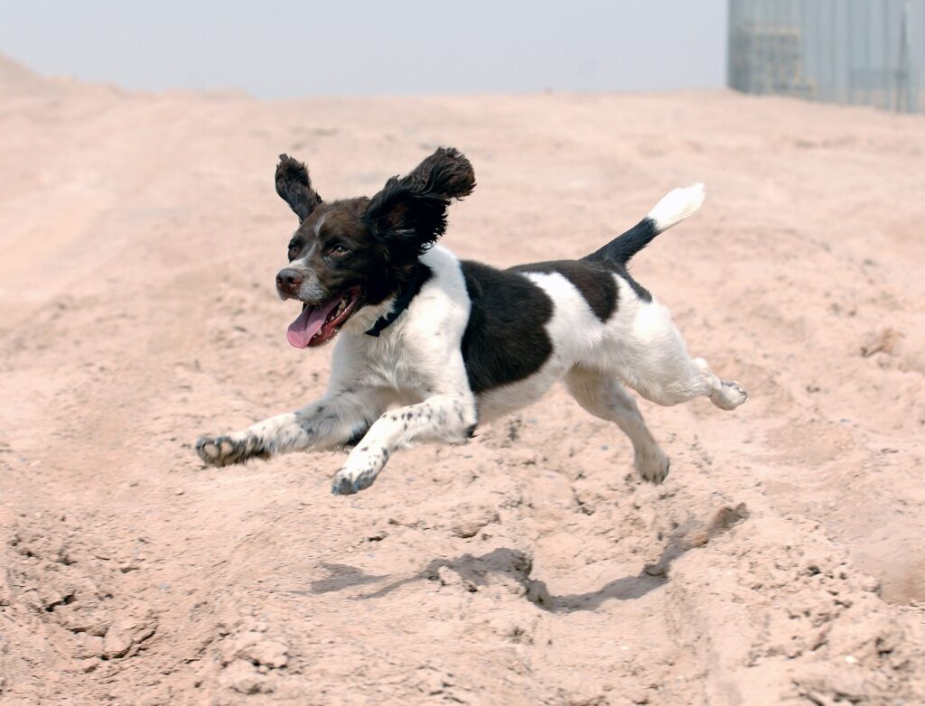 Engelsk springer spaniel