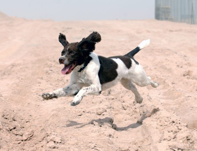 Engelsk springer spaniel