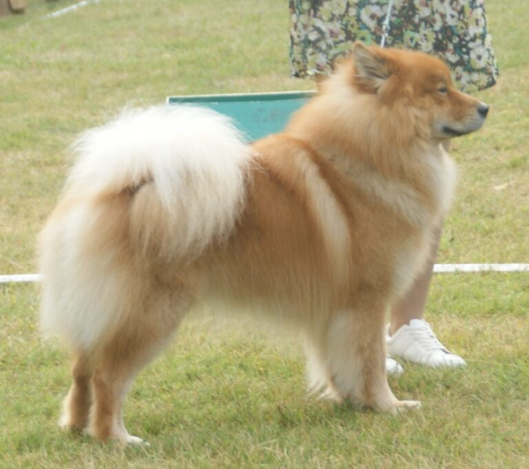Eurasier