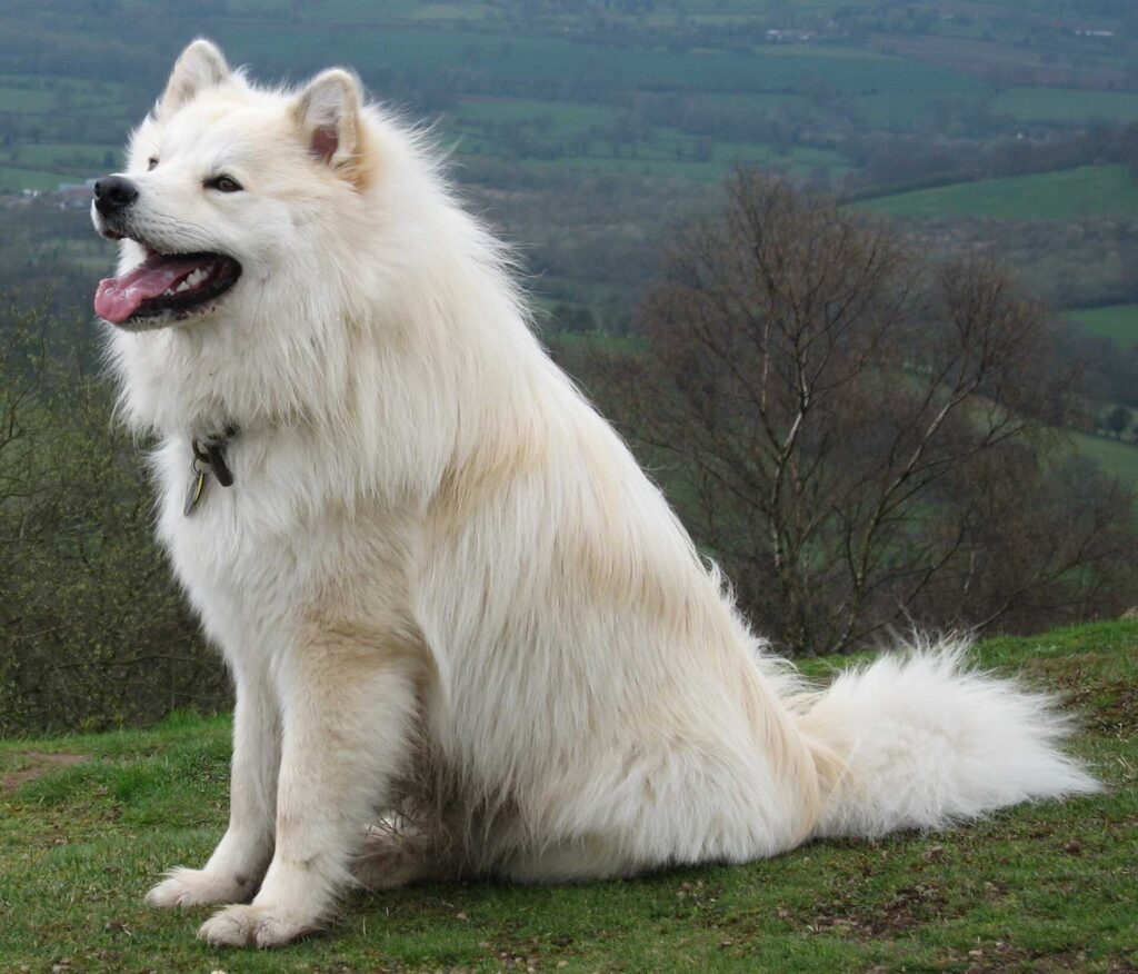 Finsk lapphund