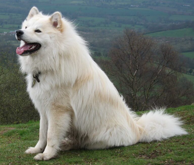 Finsk lapphund
