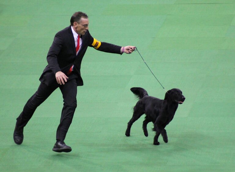 Flat coated retriever