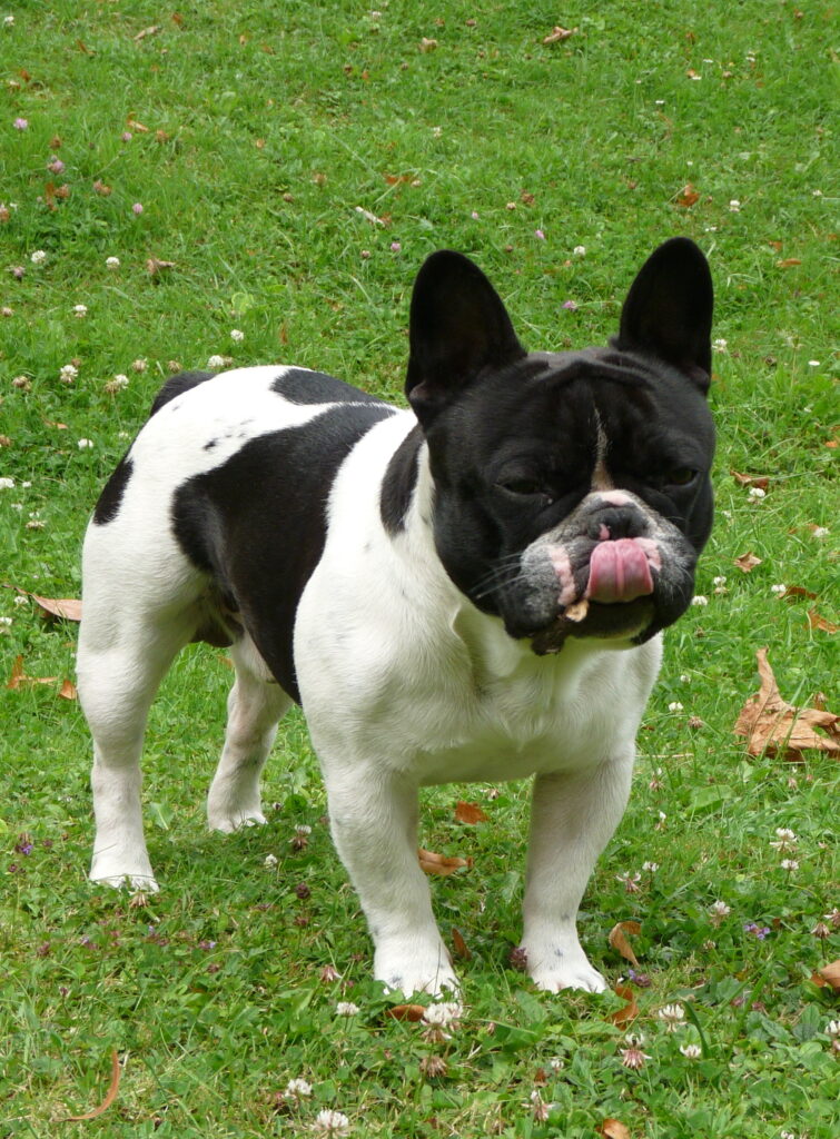 Fransk bulldog