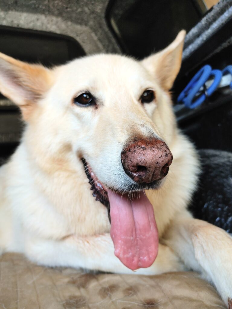Hvit gjeterhund