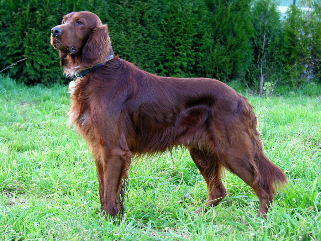 Irsk setter