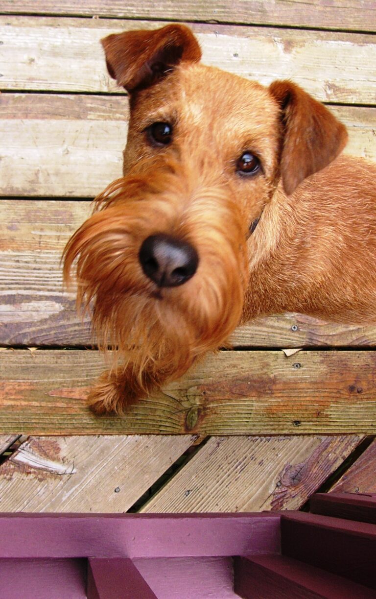 Irsk terrier