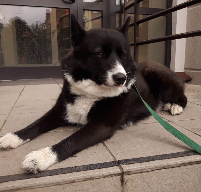 Karelsk bjørnhund