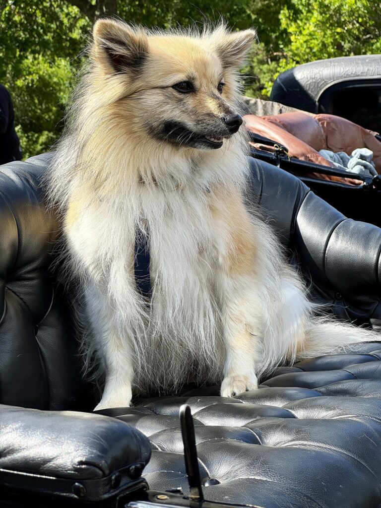 Keeshond