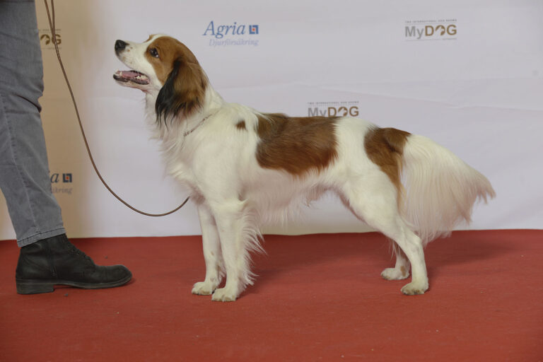 Kooikerhund