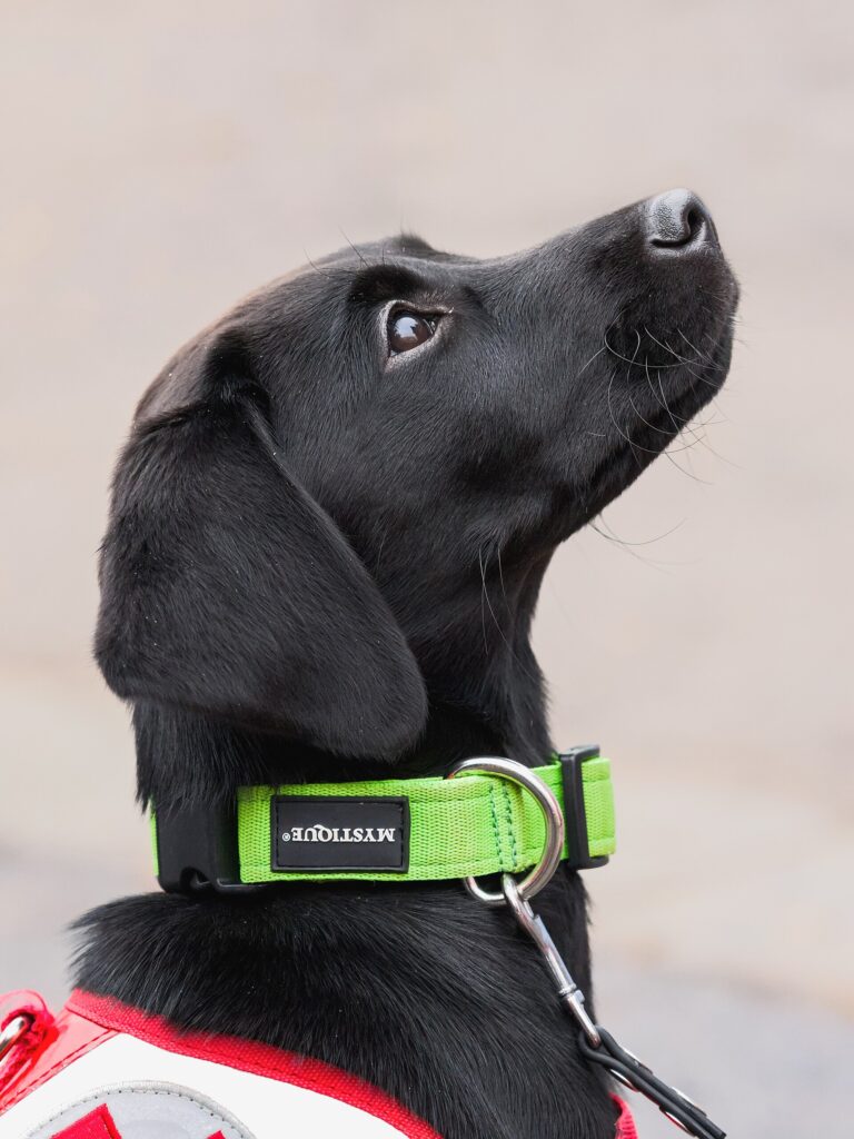Labrador retriever