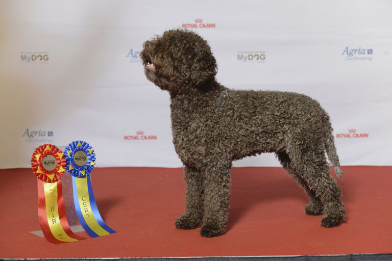 Lagotto romagnolo