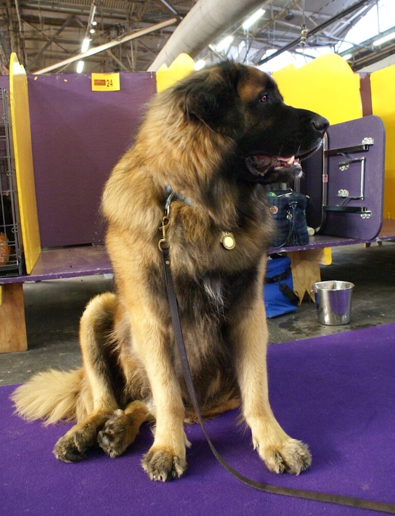 Leonberger