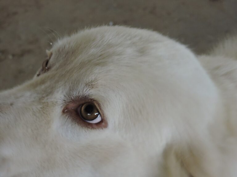 Maremma