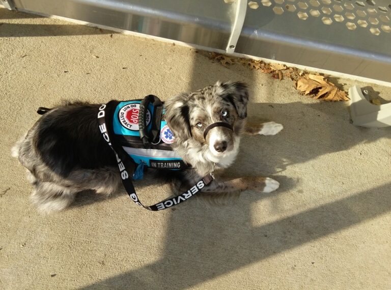 Miniature american shepherd