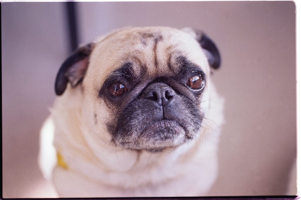 Mops