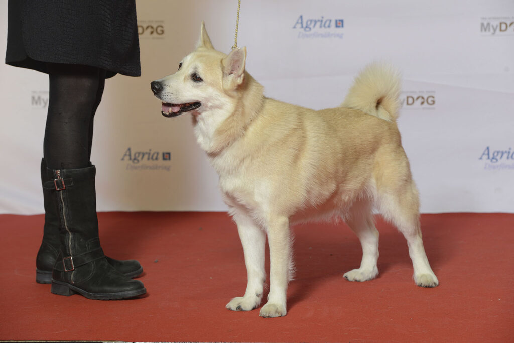 Norsk buhund