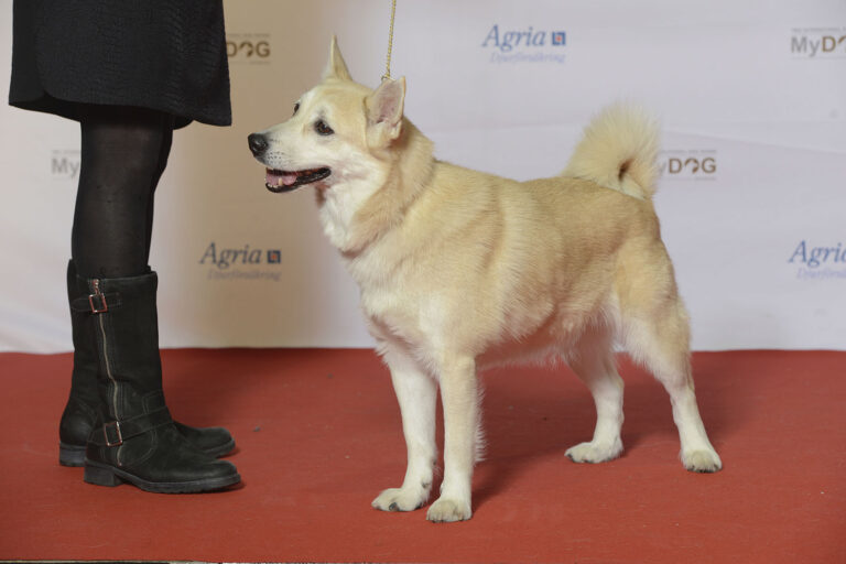 Norsk buhund