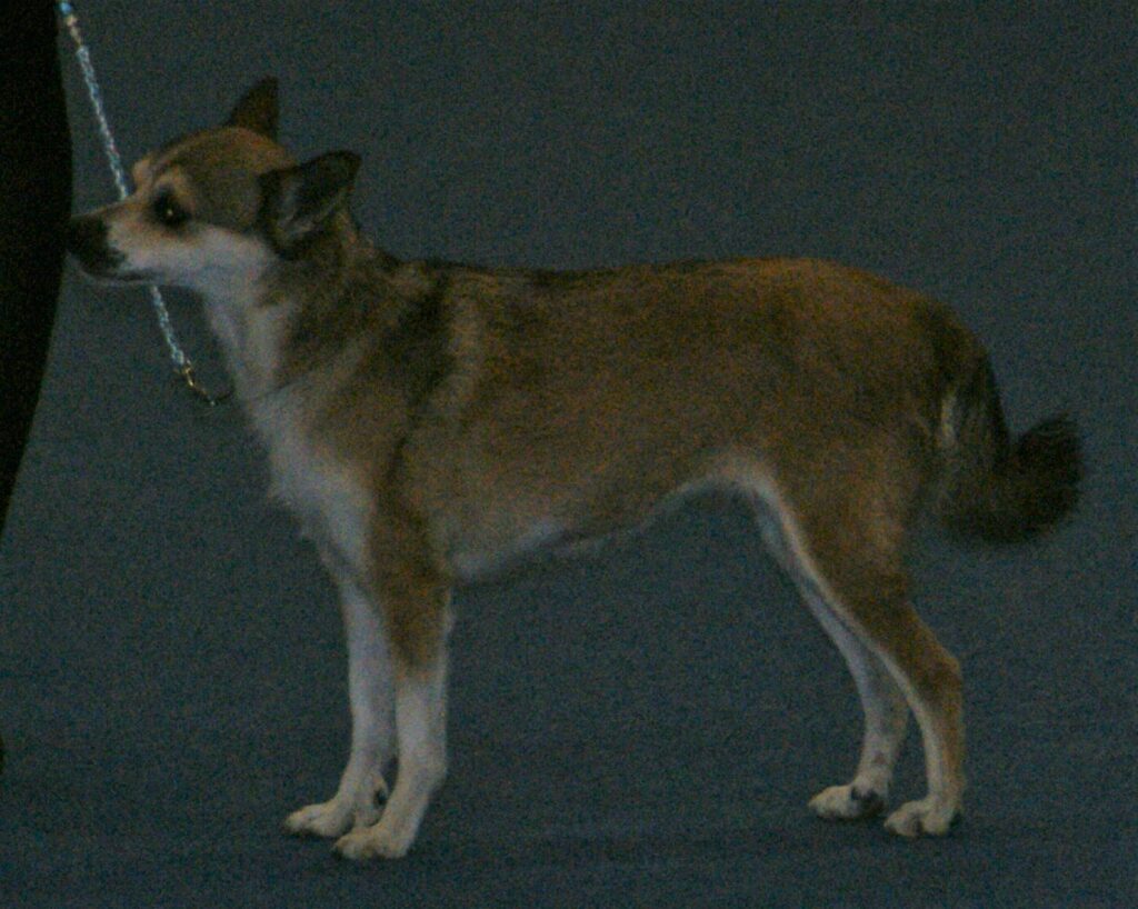 Norsk lundehund