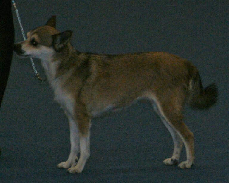 Norsk lundehund