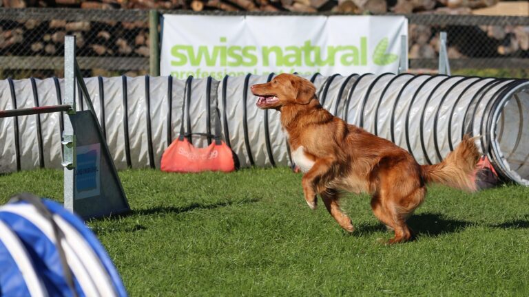 Nova scotia duck tolling retriever
