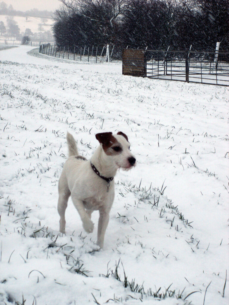 Parson russell terrier