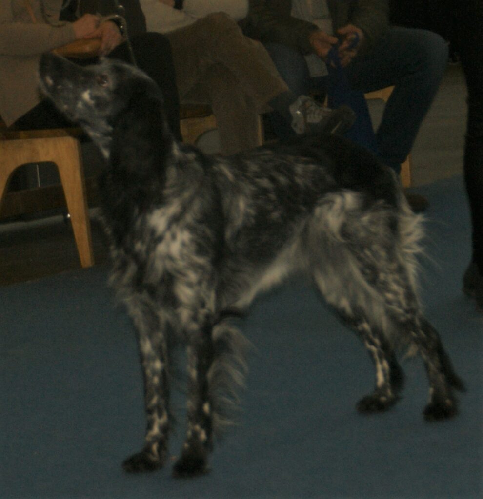 Picard spaniel