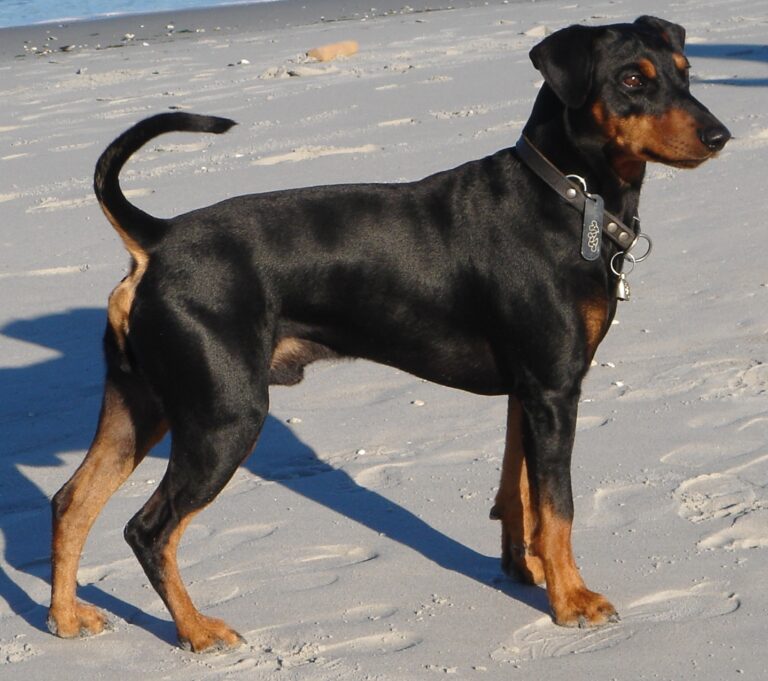 Pinscher