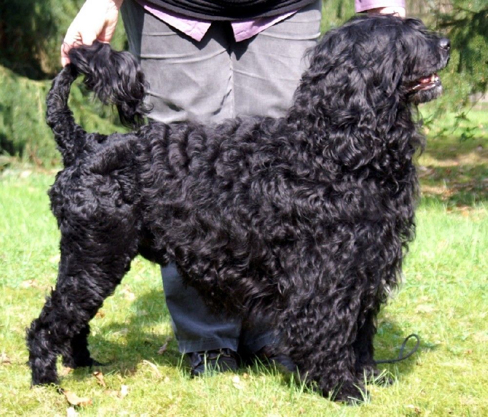 Portugisisk vannhund