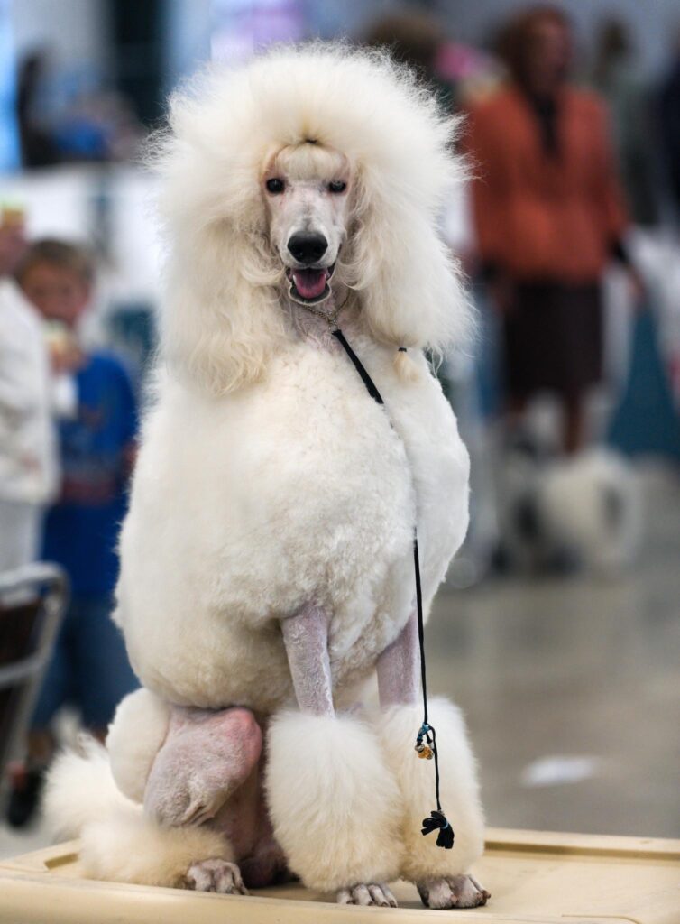 Puddel