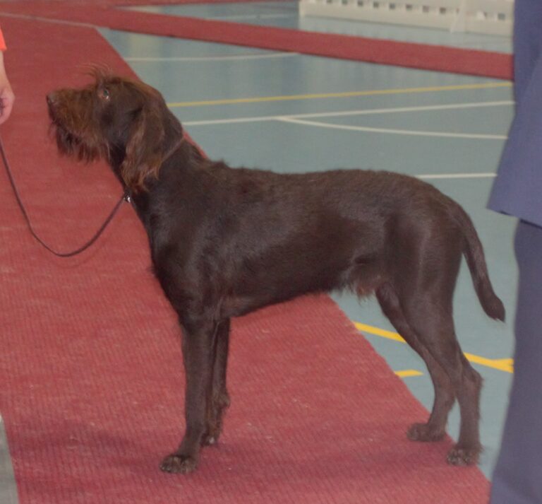 Pudelpointer