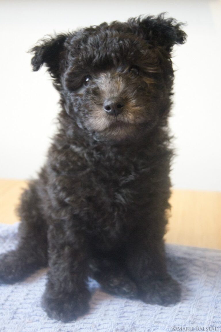 Pumi