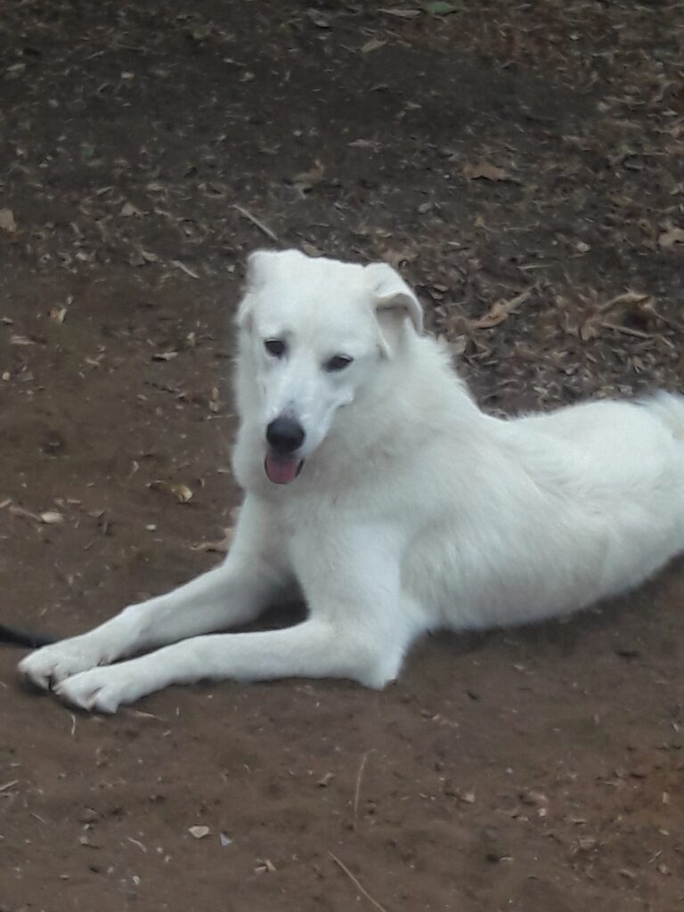 Pyreneerhund