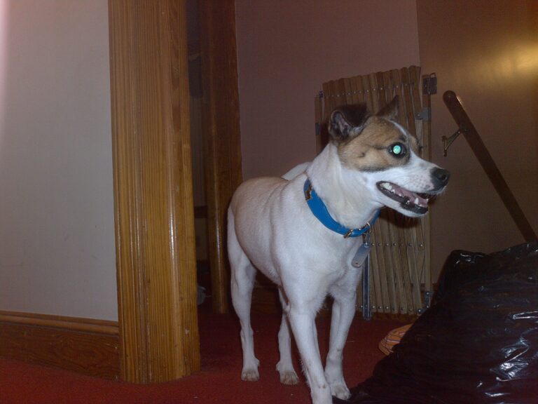 Rat terrier