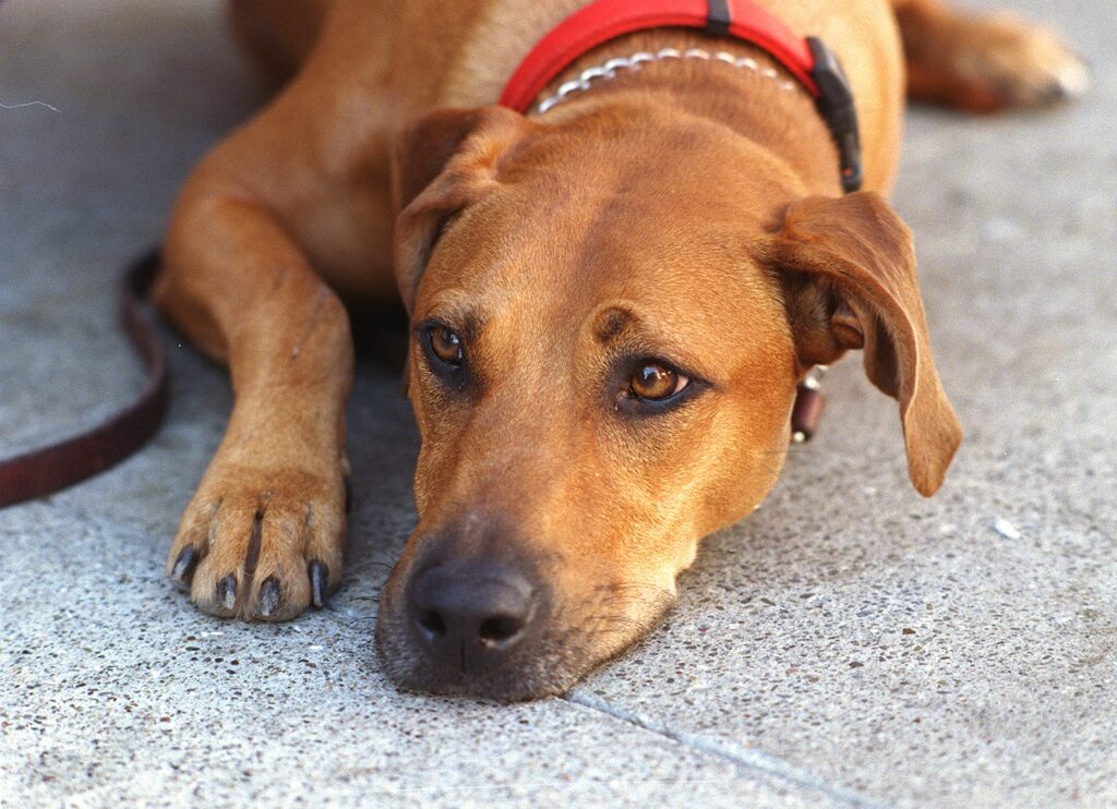 Rhodesian ridgeback