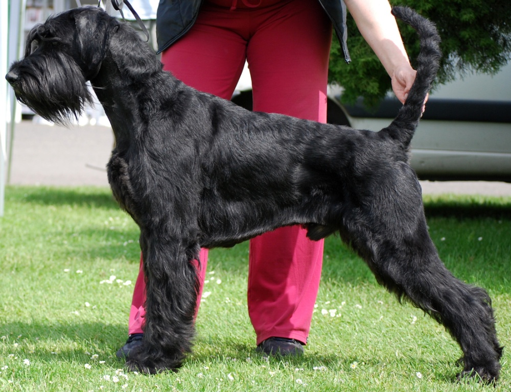 Riesenschnauzer
