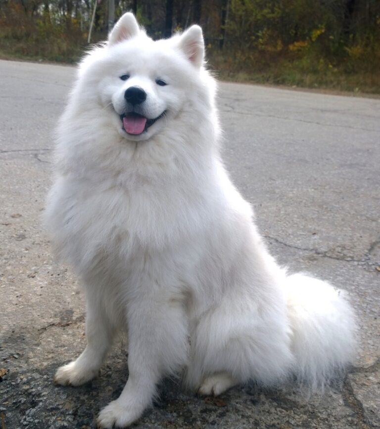 Samojedhund