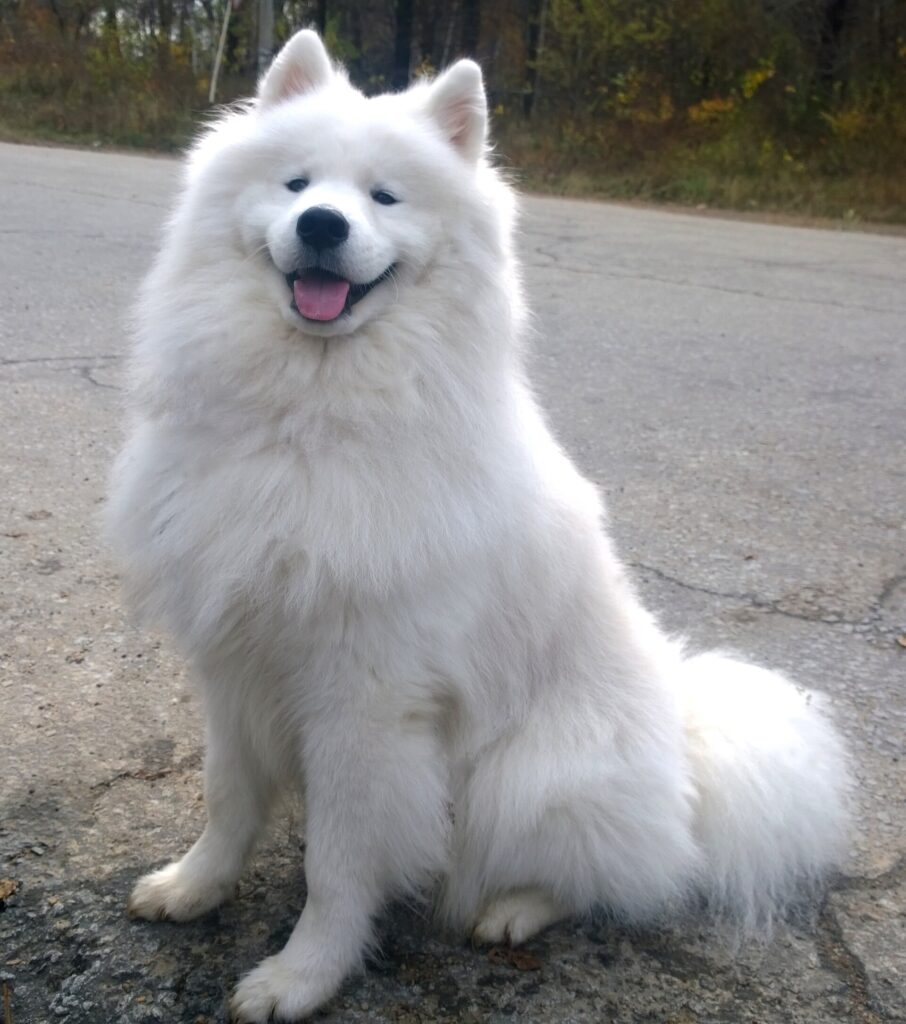 Samojedhund