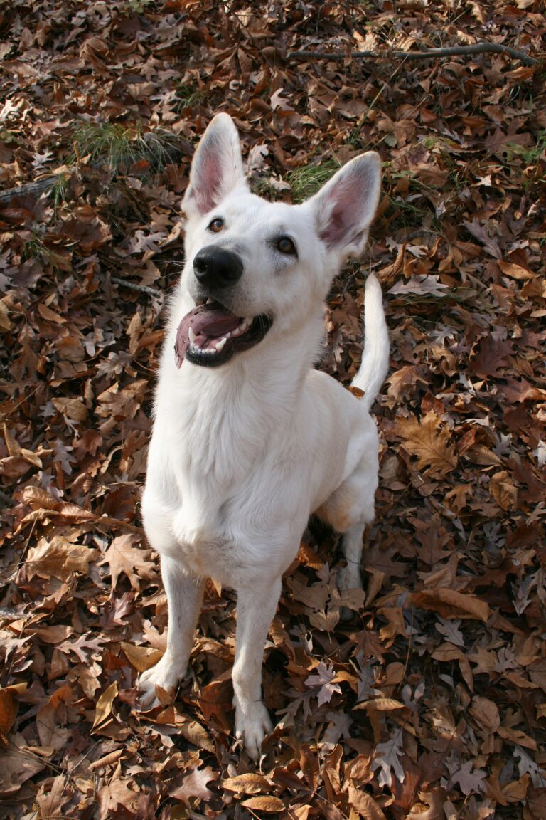Schäferhund
